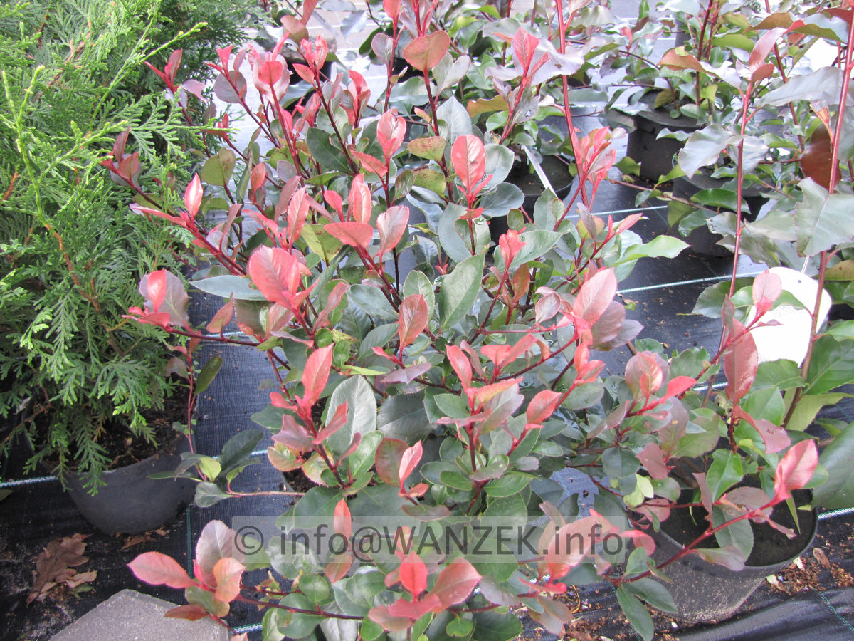 Photinia fraseri Little Red Robin 01.JPG